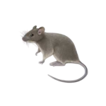 house-mouse-1-removebg-preview