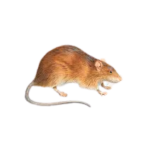 Rat