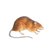 Rat