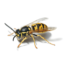 Wasp